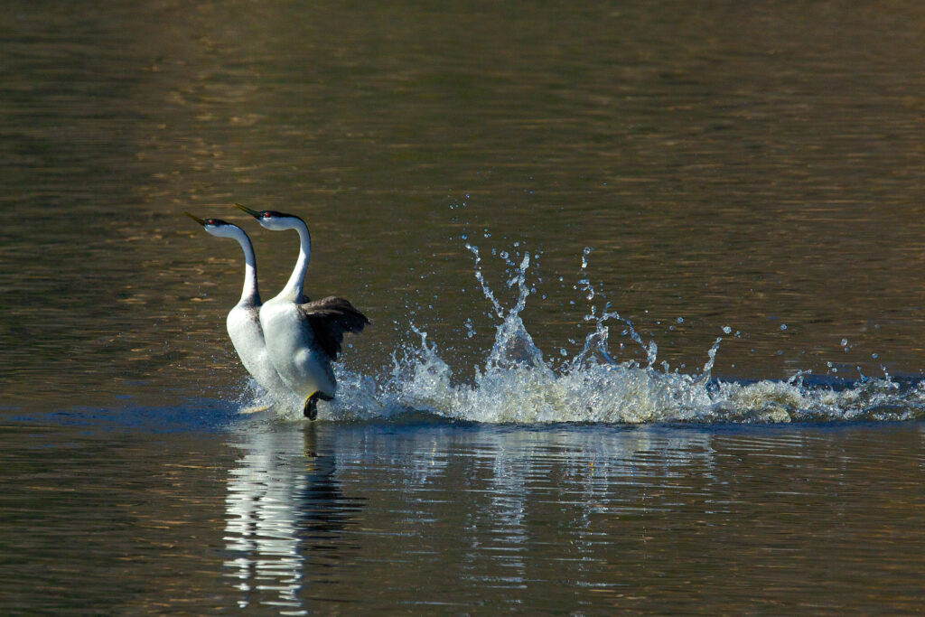 Two birds running across water surface