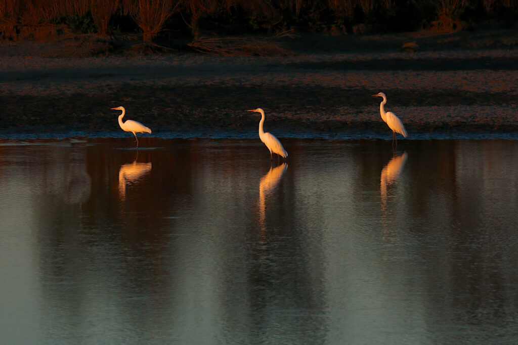 Three egrets standing in water at sunset.