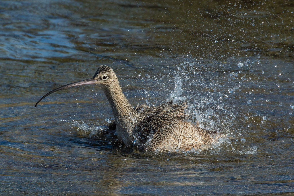 Bird splashing in water, long curved beak