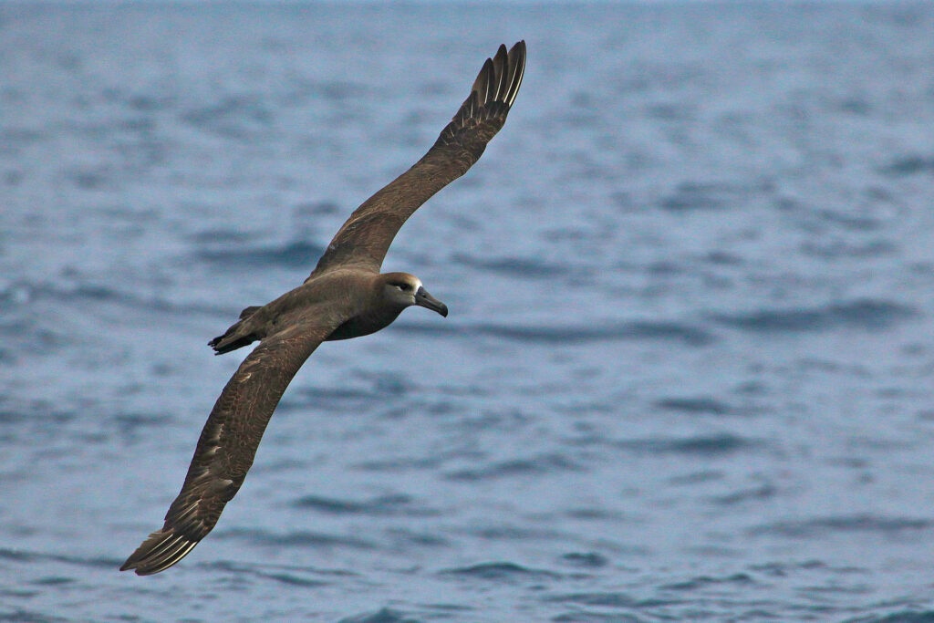 Albatross gliding over ocean waves