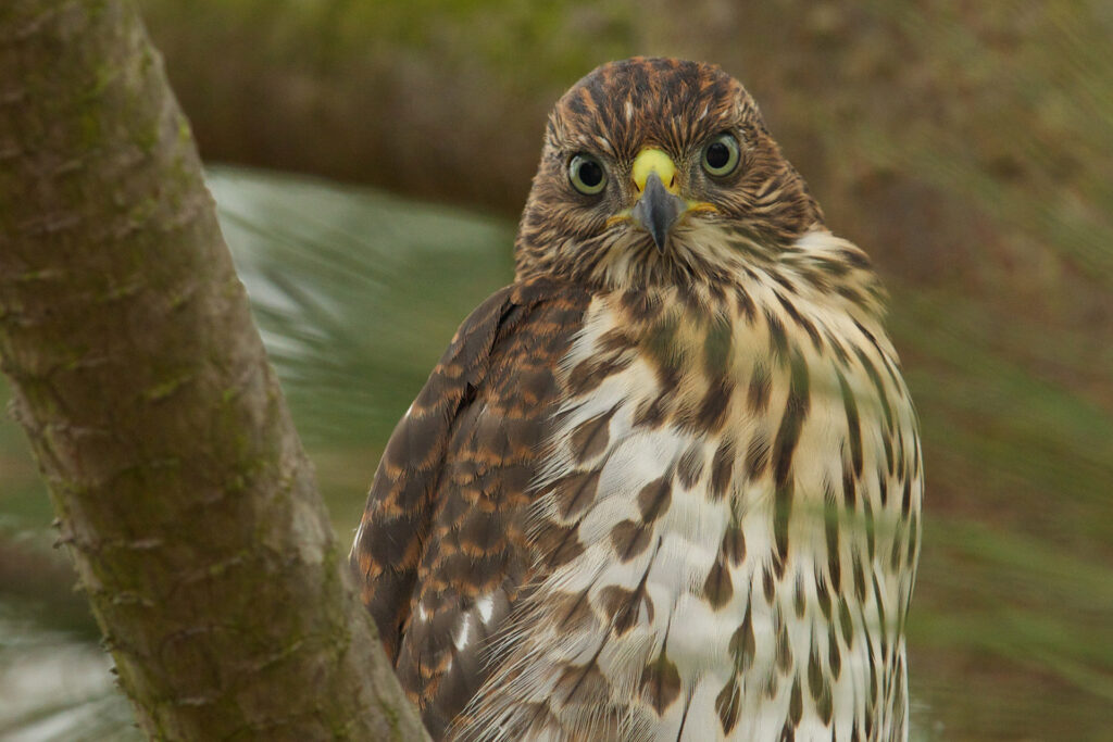 Close-up of a hawk perched on a tree branch.
