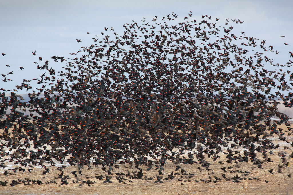 Large flock of blackbirds flying over a field.