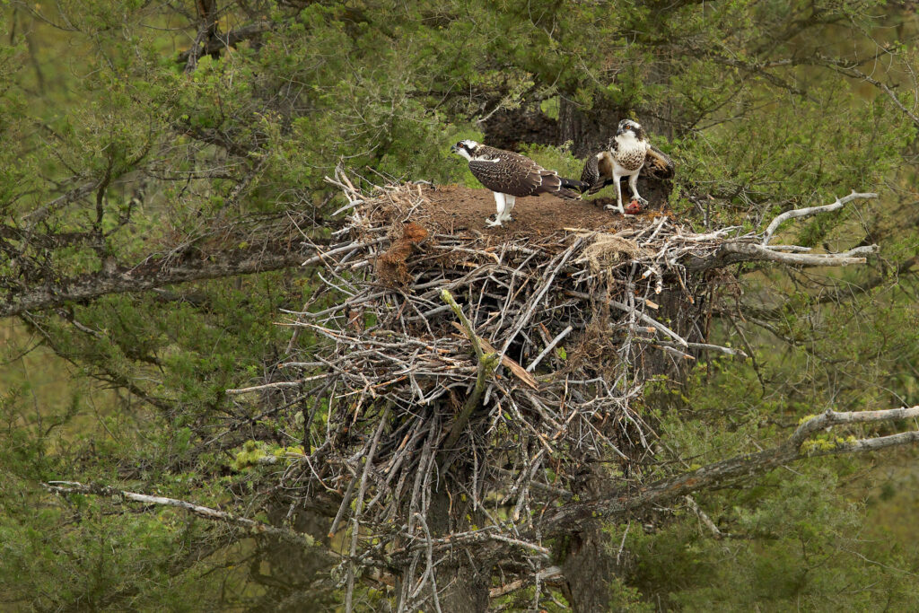 Ospreys in large nest atop tree