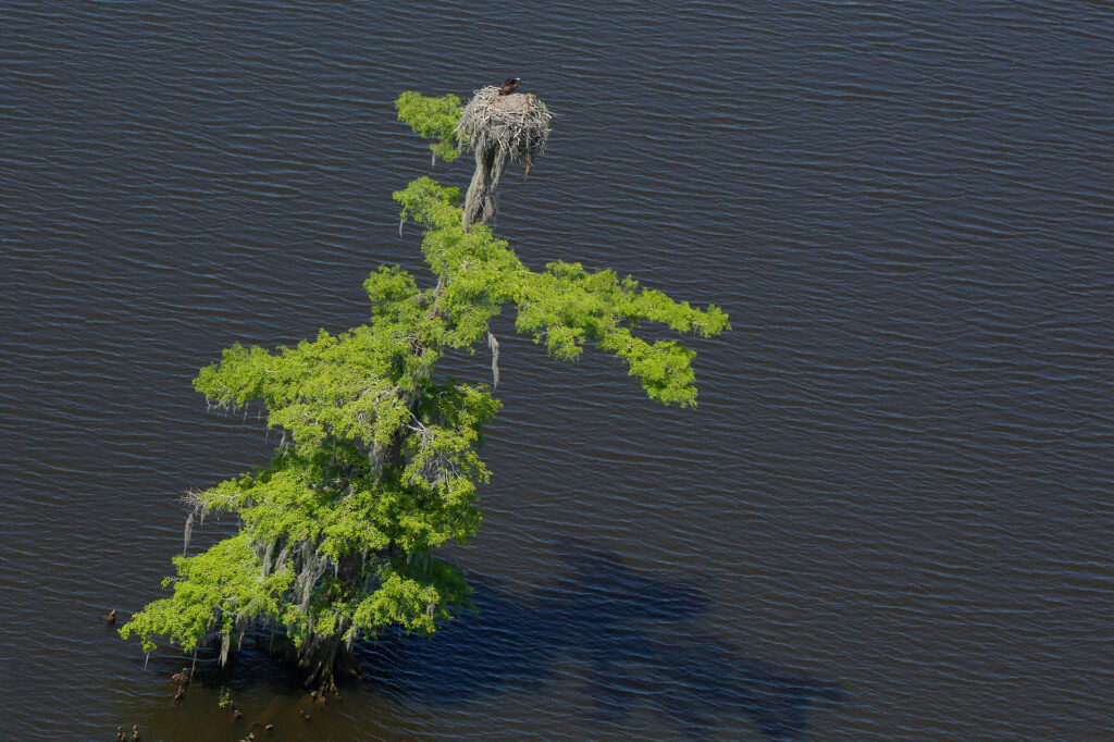 Bird nest on tree in calm water