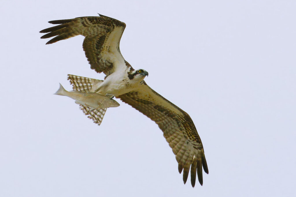 Osprey flying with a fish in its talons
