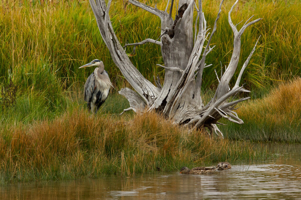 Heron and ducks near driftwood in marshland.