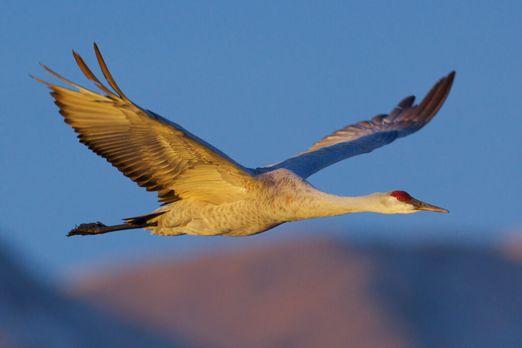 Sandhill crane flying in blue sky.