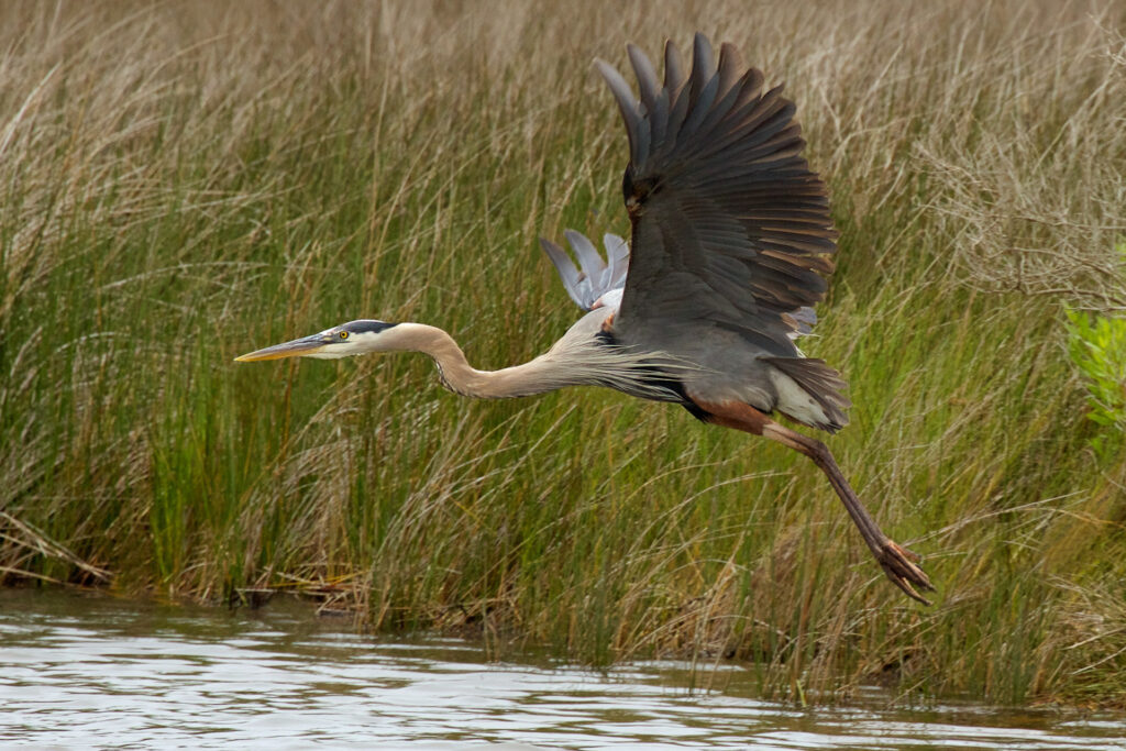Heron flying over marshland, wings outstretched gracefully.