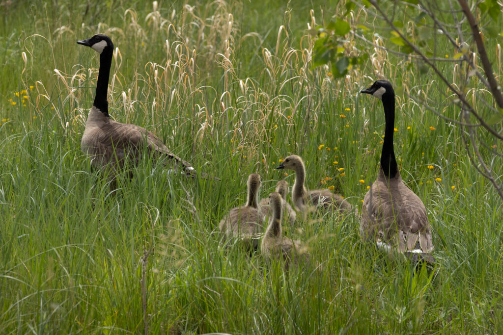 Canada geese and goslings in grassy field