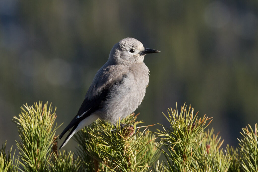 Clark's nutcracker on evergreen branch