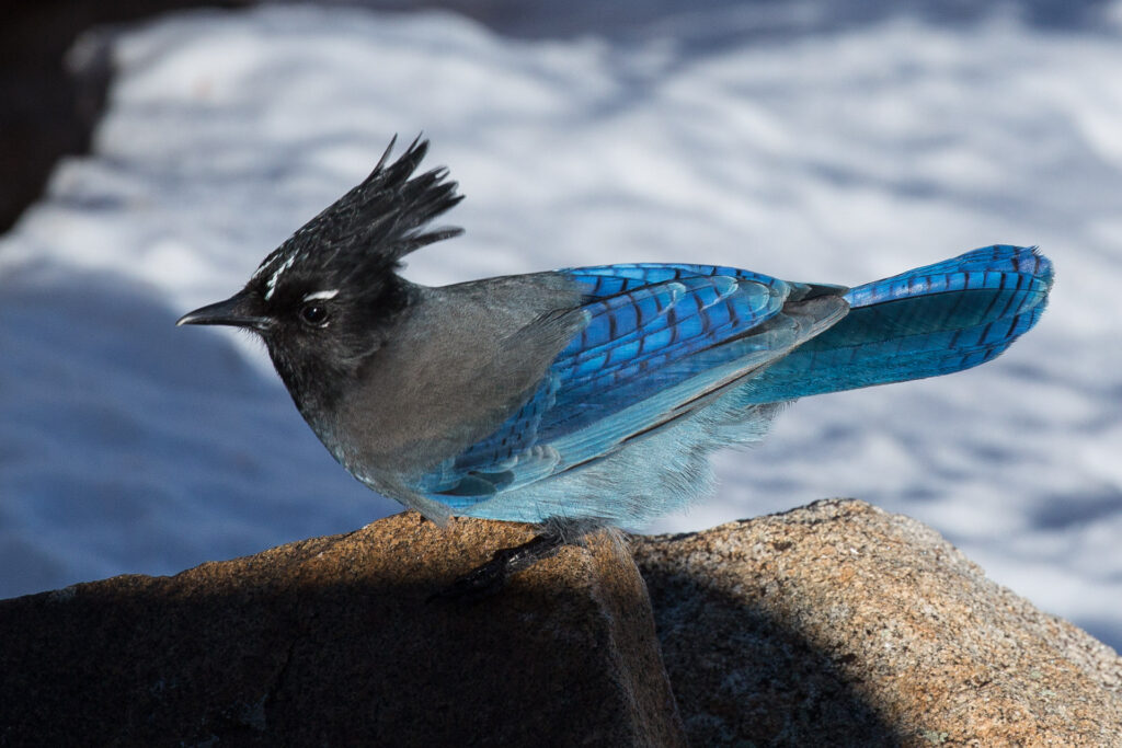Steller's Jay perched on rock in sunlight
