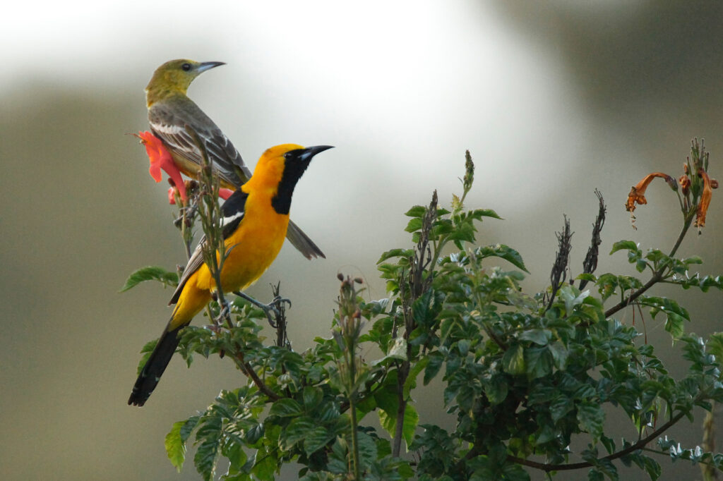 Two colorful birds perched on green foliage.