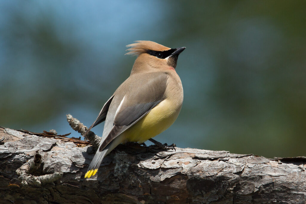 Cedar waxwing perched on a tree branch