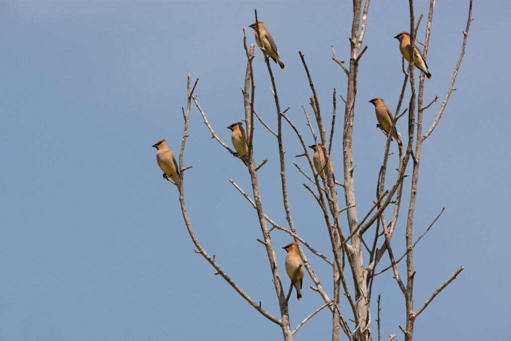 Seven birds perched on bare tree branches.