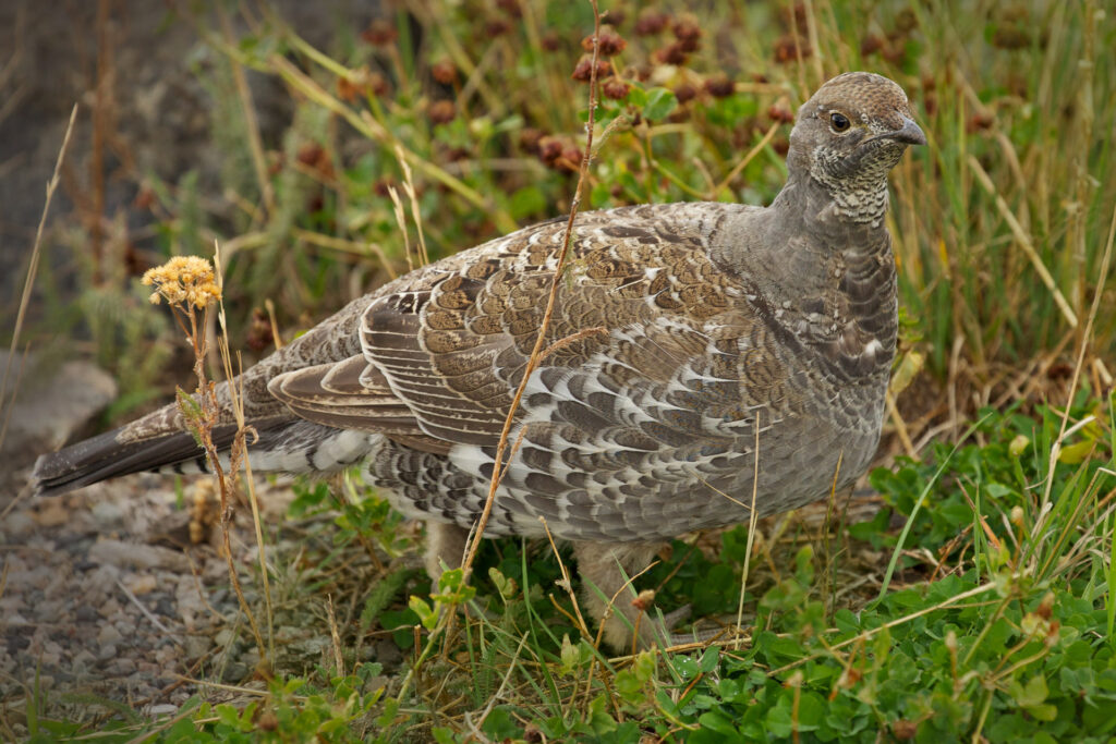 Female grouse in natural habitat