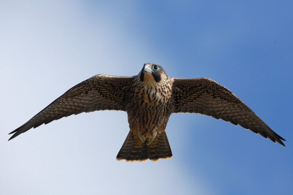 Falcon soaring in clear blue sky