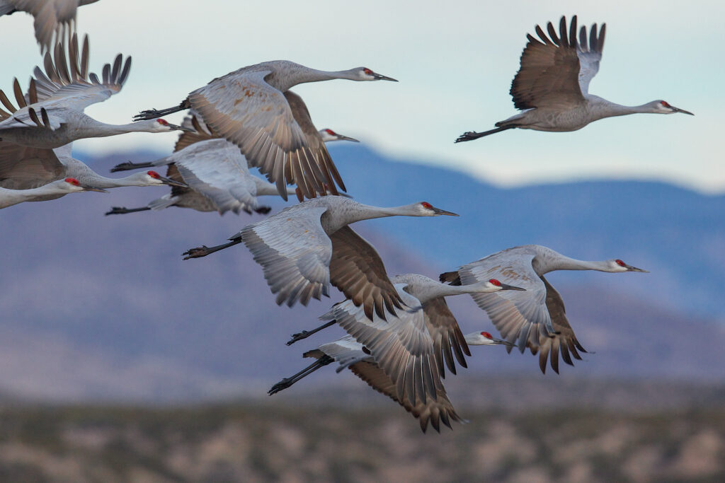 Flock of sandhill cranes flying over mountains