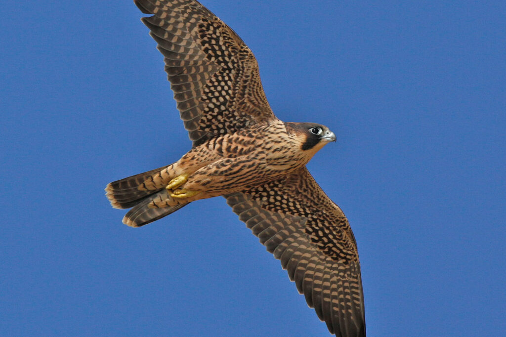 Peregrine falcon soaring in clear blue sky.