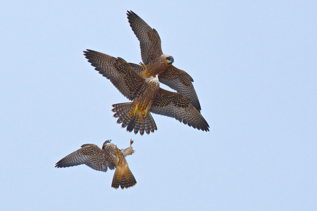 Three falcons soaring in the sky