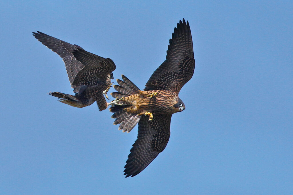 Two falcons flying in clear blue sky.
