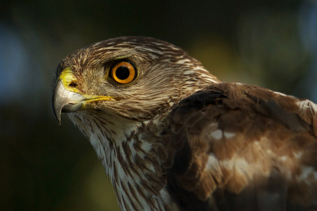 Close-up of hawk with piercing gaze