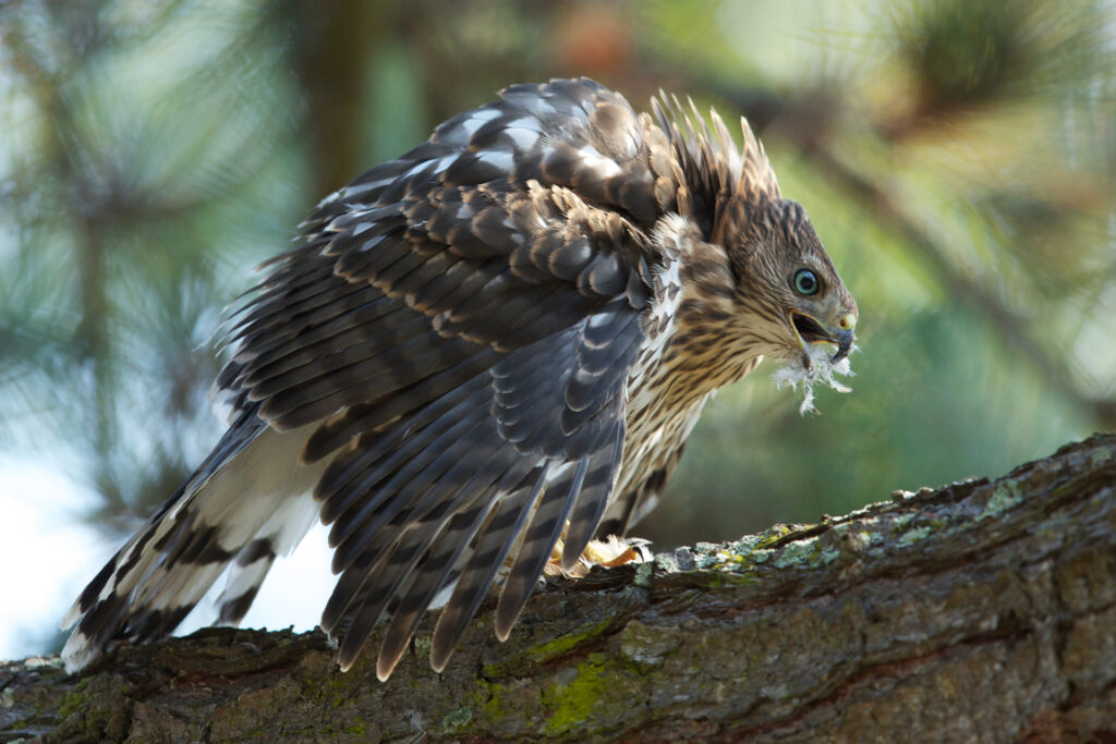 Juvenile hawk perched on tree branch.
