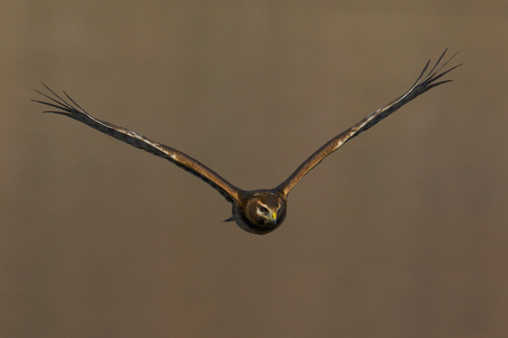 Bird flying with outstretched wings
