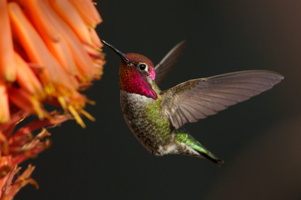 Hummingbird feeding on vibrant orange flower