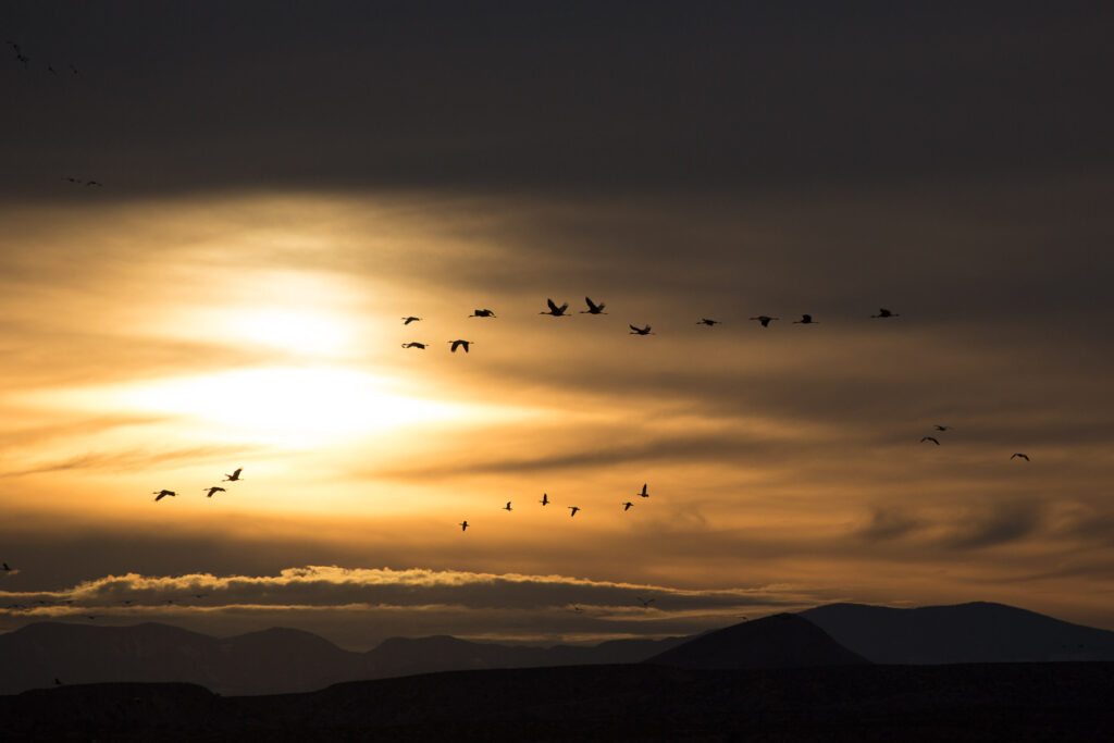 Birds flying at sunset over mountains and clouds.