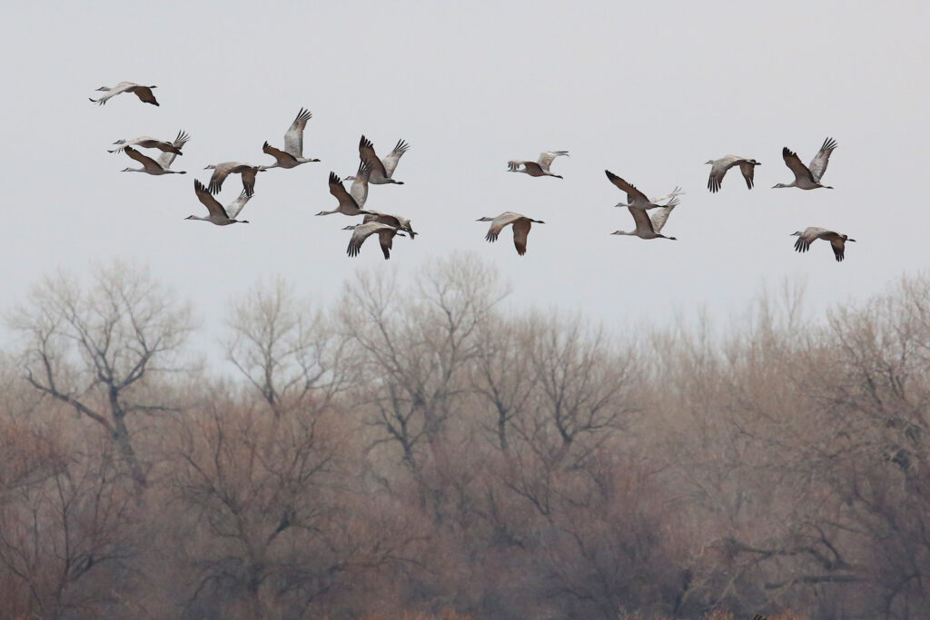 Flock of birds flying over leafless trees