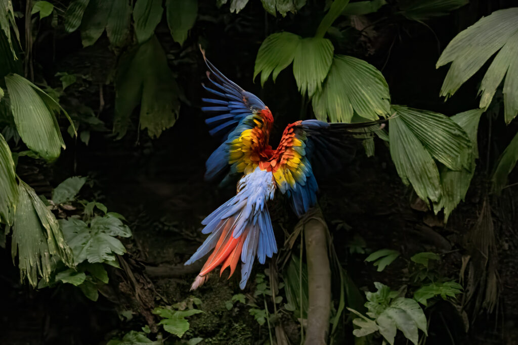 Colorful macaw flying in lush jungle greenery.