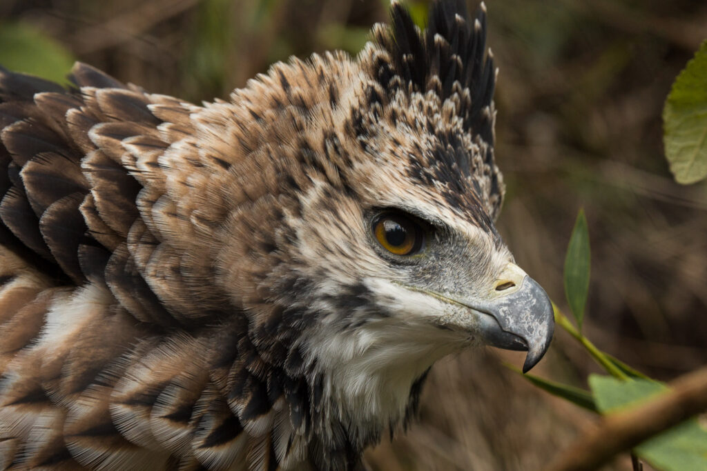 Close-up of hawk with sharp beak and fierce eye.