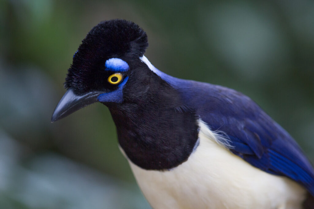 Close-up of vibrant colorful bird in nature.