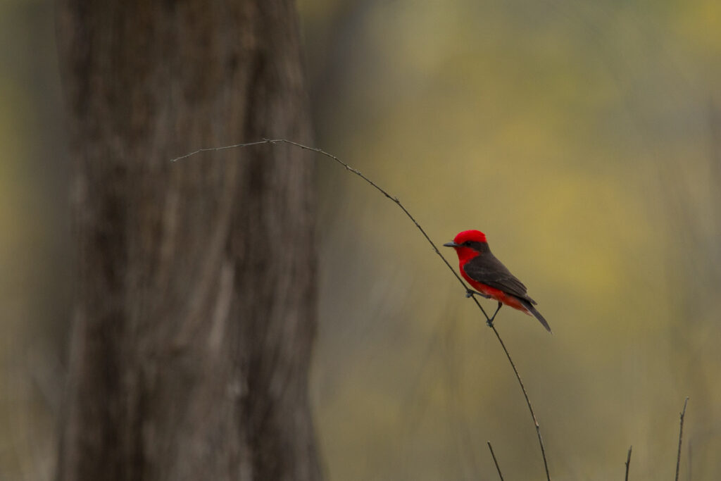 Red bird perched on a thin branch.