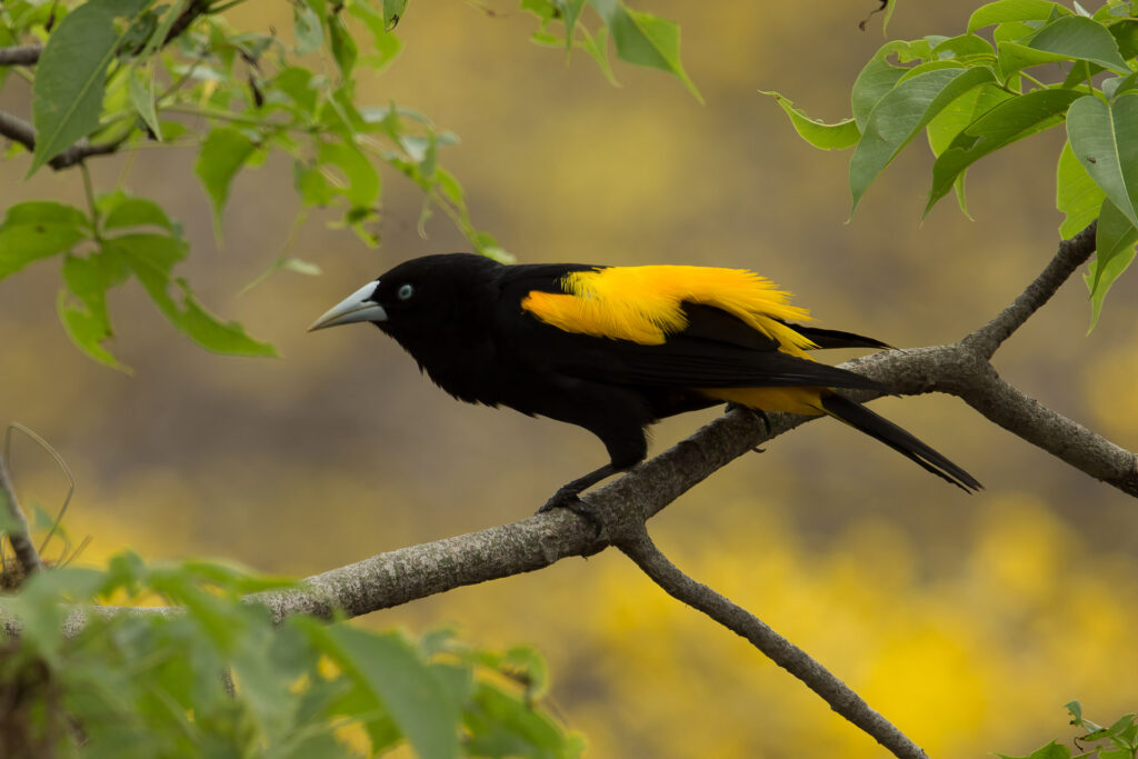 Blackbird with yellow wings perched on branch.