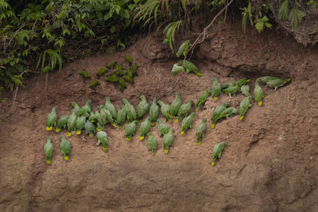 Parrots gather on clay cliff for minerals.