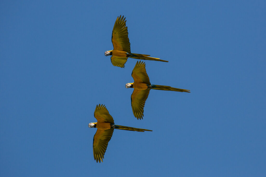 Three parrots flying against clear blue sky.