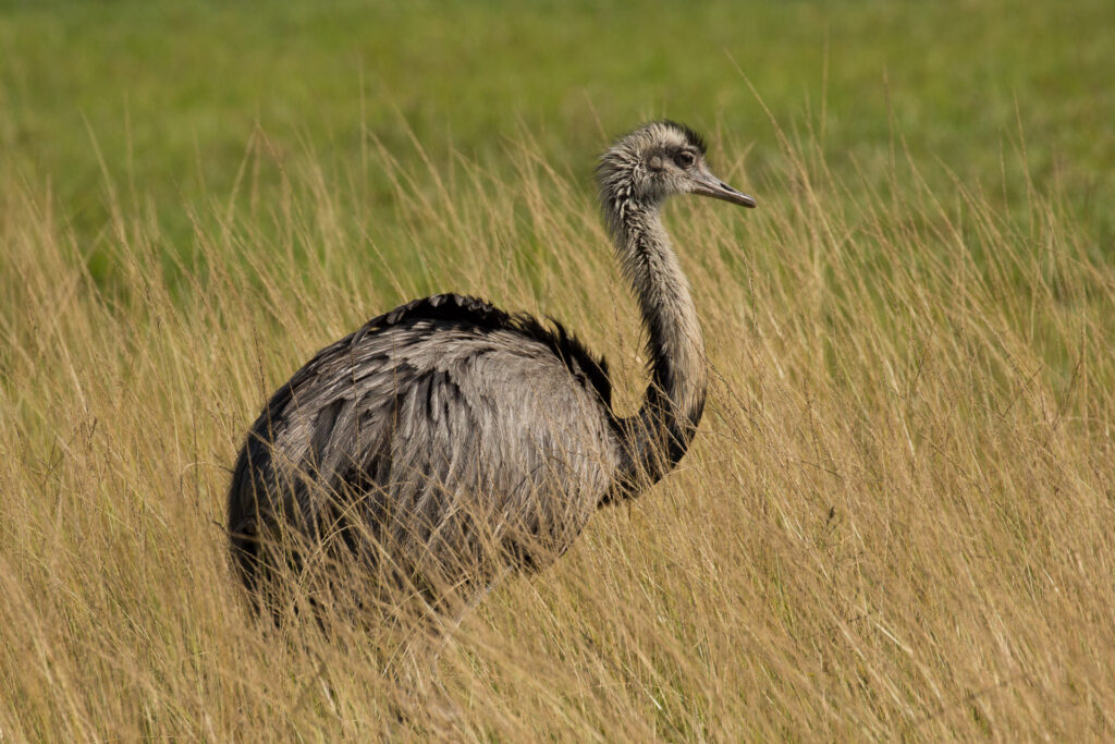 Rhea bird standing in tall grass field.