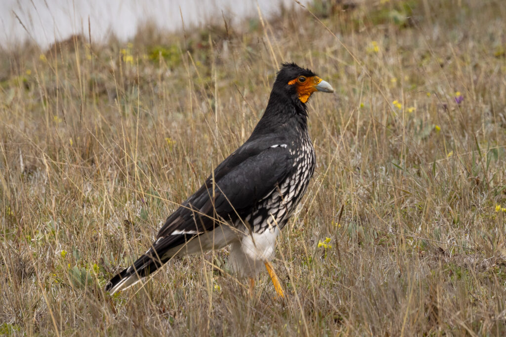 Black bird with orange face in grassland