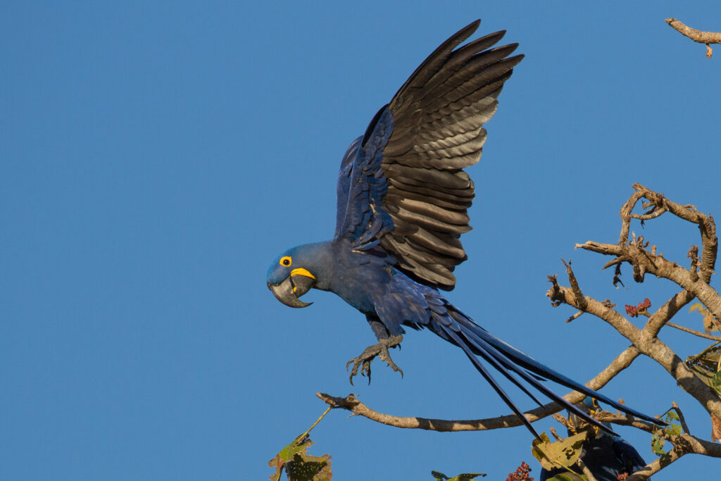 Hyacinth macaw landing on tree branch