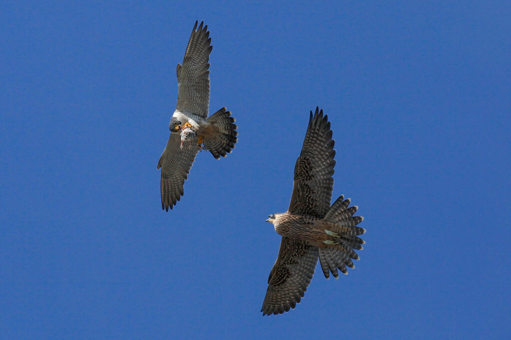 Two falcons flying in clear blue sky.