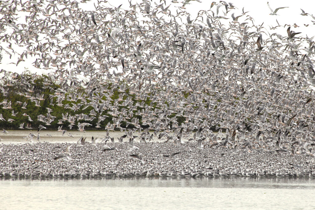 Large flock of seagulls flying over water.