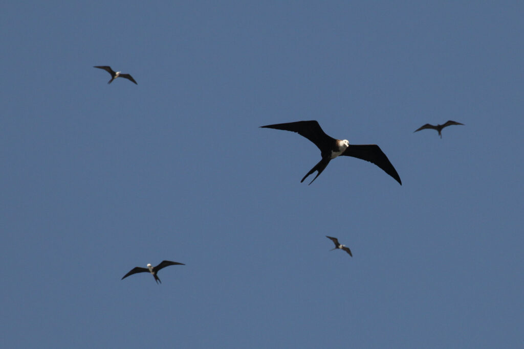 Frigatebirds soaring in clear blue sky.
