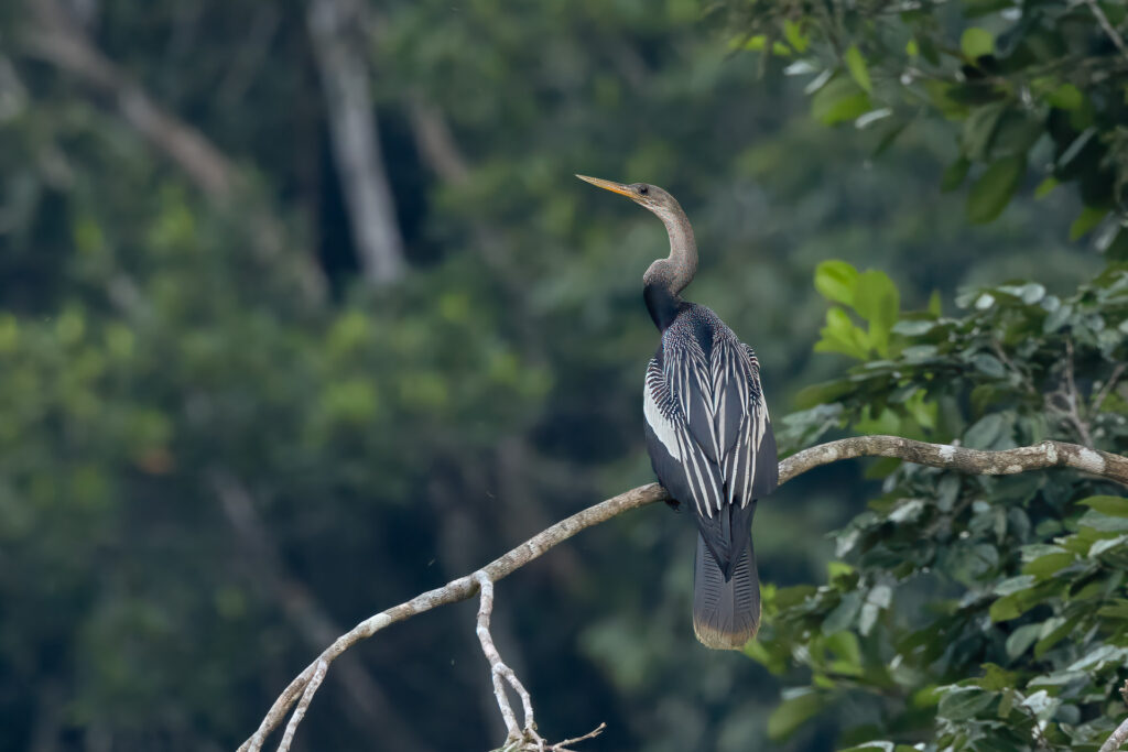 Anhinga bird perched on branch in forest.