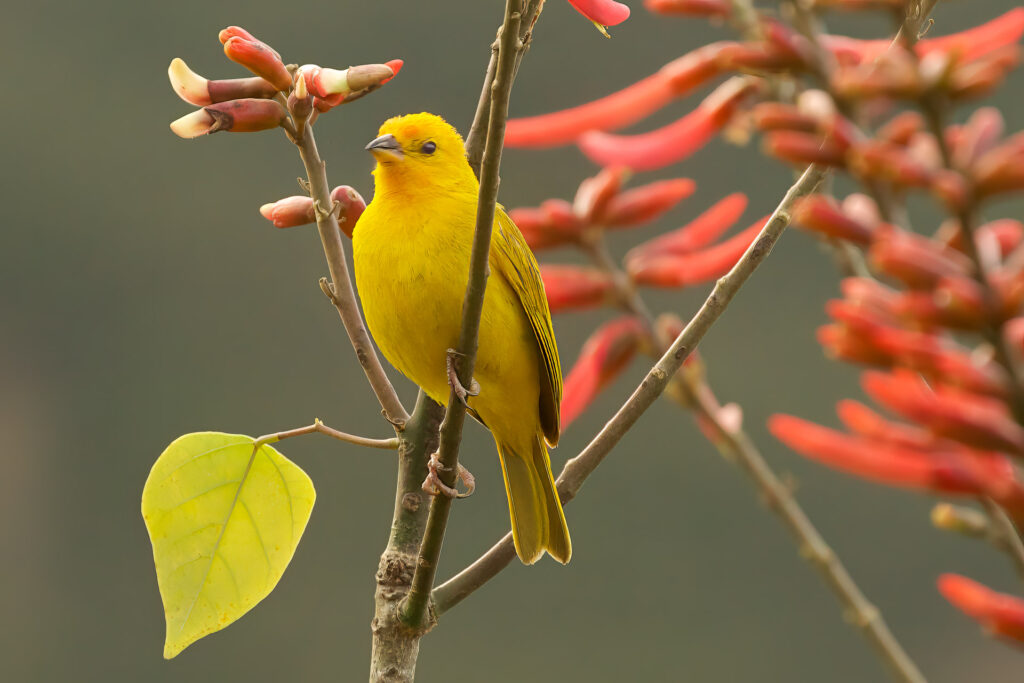 Yellow bird perched on a branch with flowers.