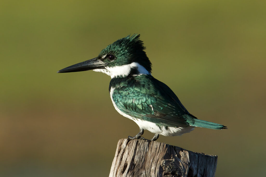 Green kingfisher perched on wooden post.