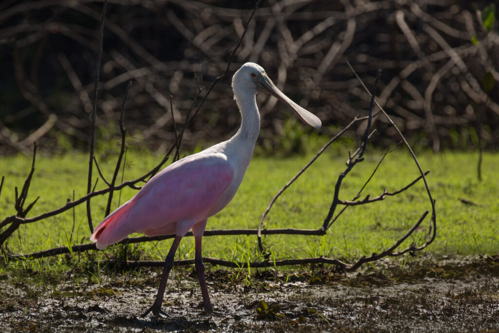 Roseate spoonbill standing on grassy ground