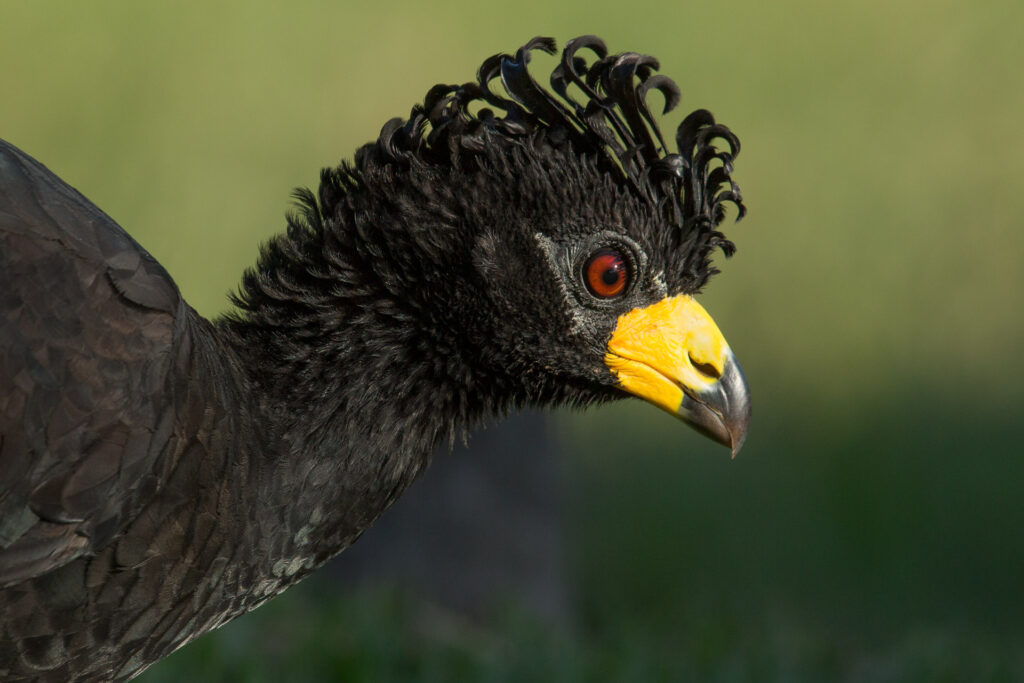 Great Curassow with curly crest and yellow beak.