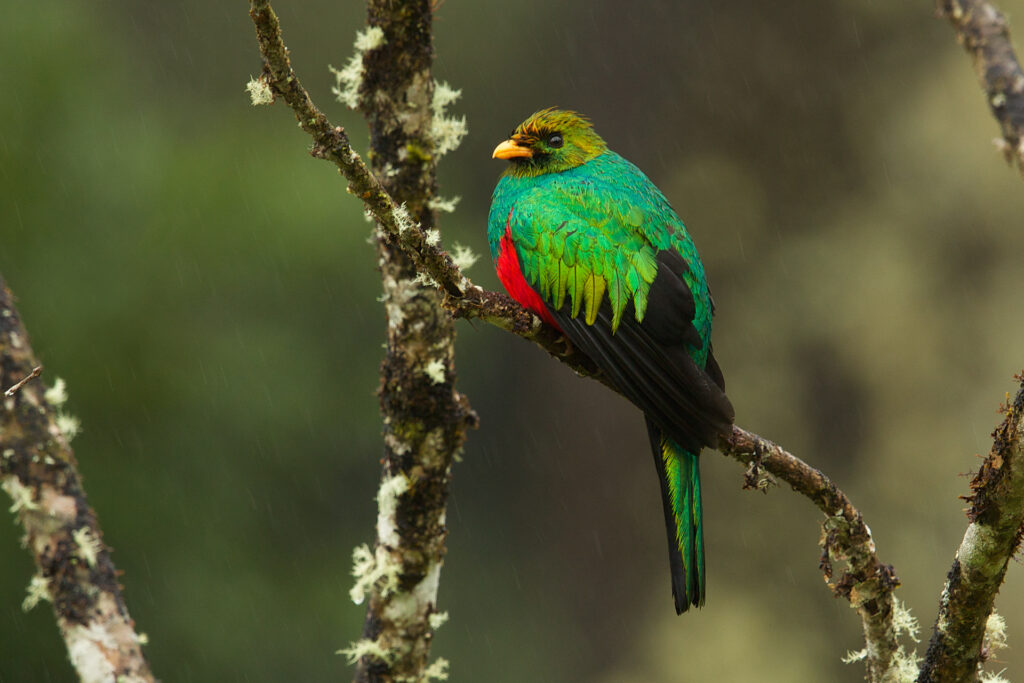 Colorful quetzal bird perched on lichen-covered branch.