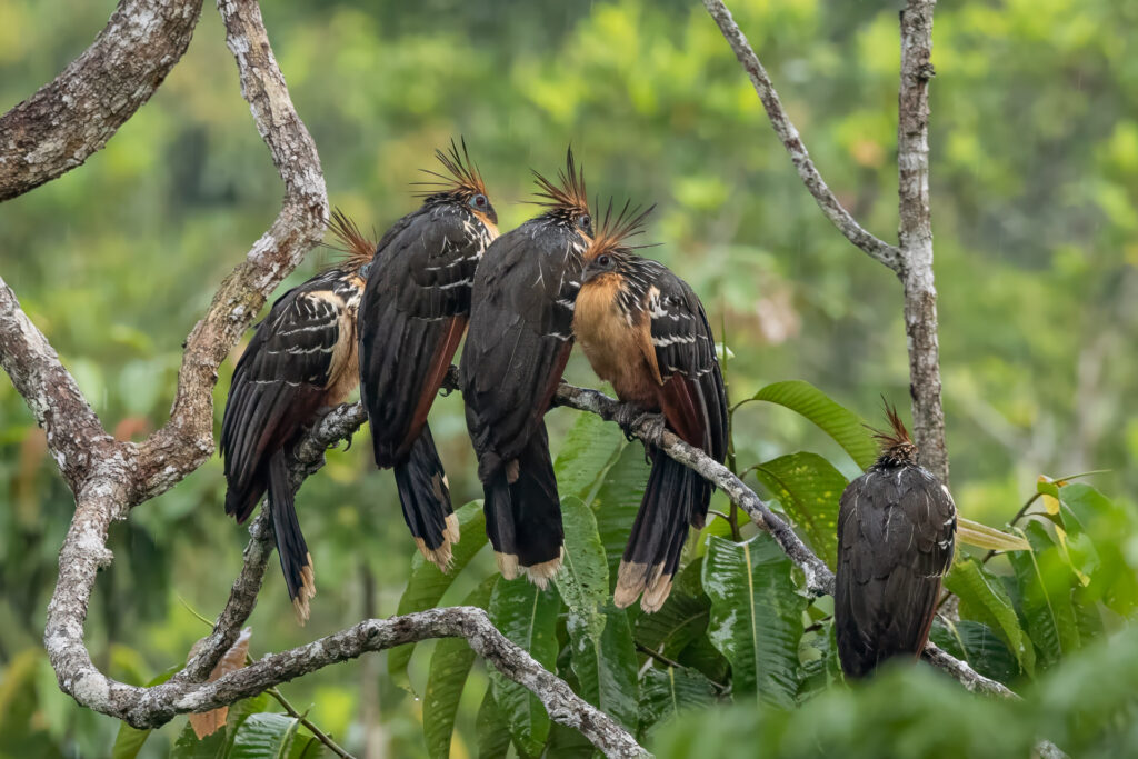 Four hoatzin birds perched on tree branches.
